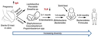 Gut Microbiota, Host Organism, and Diet Trialogue in Diabetes and Obesity